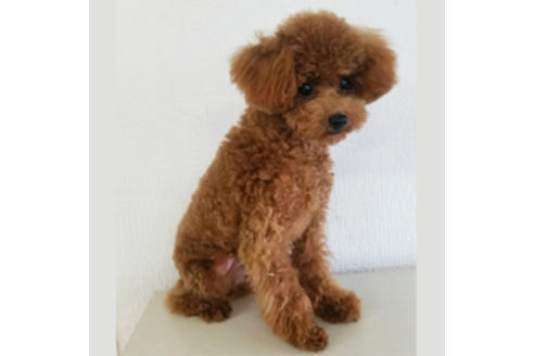 販売中のティーカッププードルの親犬
