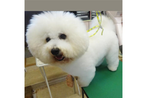 販売中のミックス犬の親犬