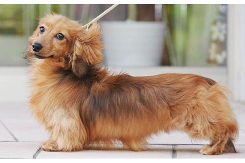 販売中のミニチュアダックスフンド(ロングヘアード)の親犬