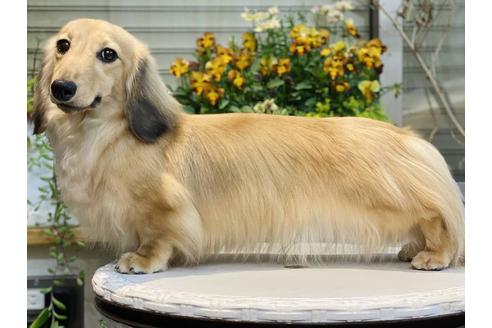 販売中のミニチュアダックスフンド(ロングヘアード)の親犬