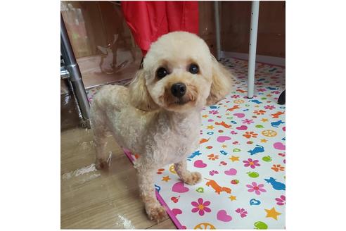 販売中のタイニープードルの親犬