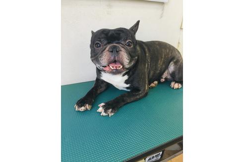 販売中のフレンチブルドッグの親犬