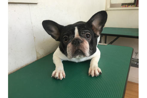 販売中のフレンチブルドッグの親犬