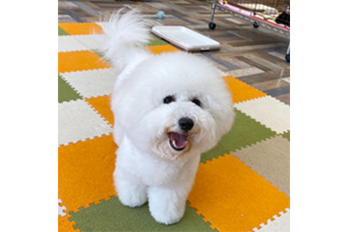 販売中のミックス犬の親犬