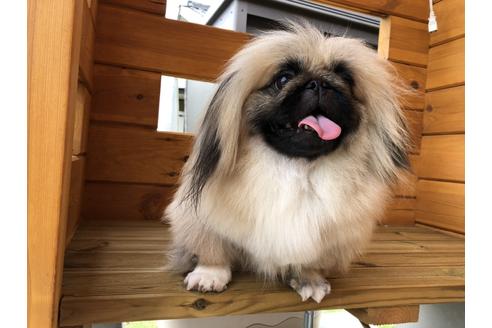 石田由加里(イシダユカリ)ブリーダーの詳細情報