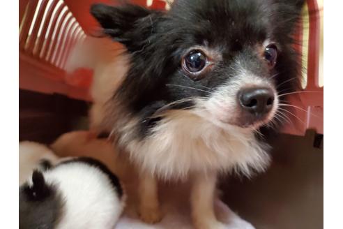 販売中のミックス犬の親犬