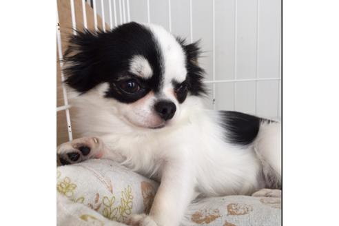 販売中のチワワ(スムースコート)の親犬