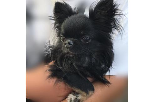 販売中のチワワ(ロングコート)の親犬