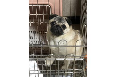 販売中のパグの親犬