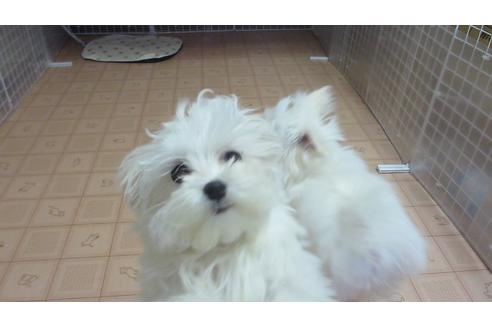 販売中のマルチーズの親犬