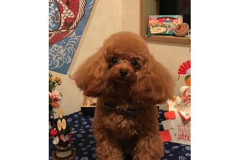 販売中のトイプードルの親犬
