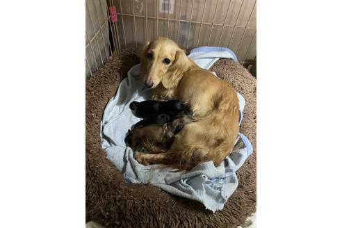 販売中のミニチュアダックスフンド(ロングヘアード)の親犬