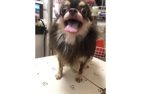 販売中のチワワ(ロングコート)の親犬