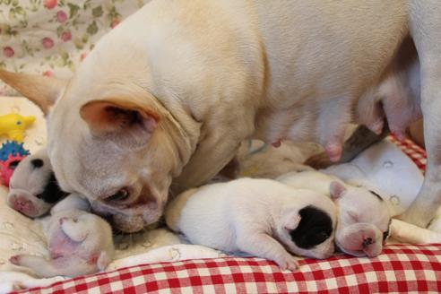 販売中のフレンチブルドッグの親犬