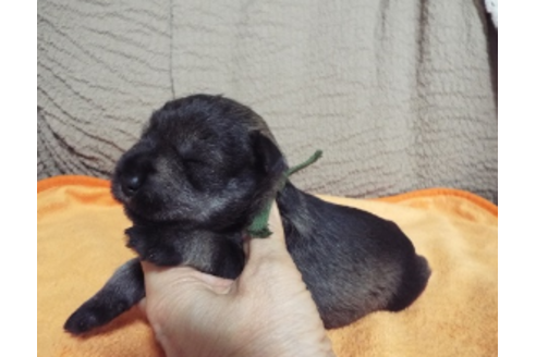 兵庫県のミニチュアシュナウザー 男の子 06 25生まれ ソルト ペッパー 子犬id ブリーダーナビ