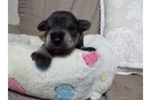 兵庫県のミニチュアシュナウザー 男の子 06 18生まれ ソルト ペッパー 子犬id ブリーダーナビ