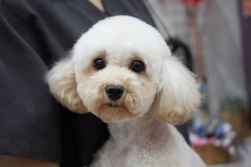 販売中のトイプードルの親犬