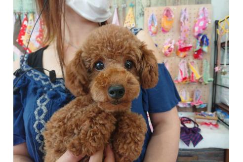 販売中のトイプードルの親犬