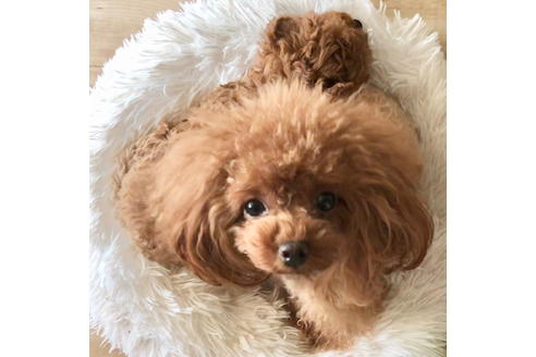 販売中のタイニープードルの親犬
