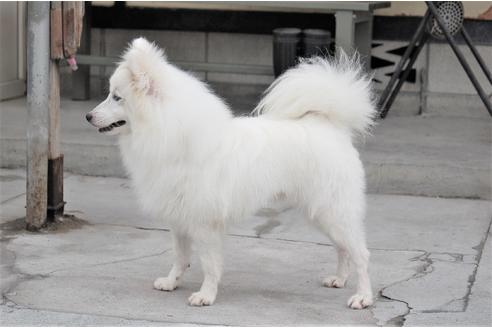販売中の日本スピッツの親犬