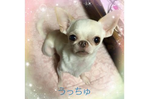 販売中のチワワ(スムースコート)の親犬