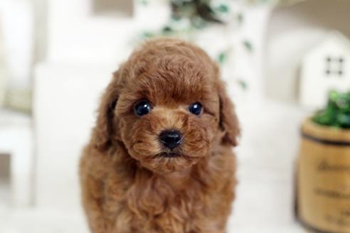 佐賀県でトイプードルの子犬を探す ブリーダーナビ