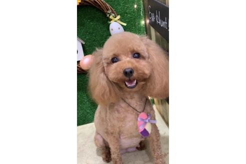 販売中のティーカッププードルの親犬