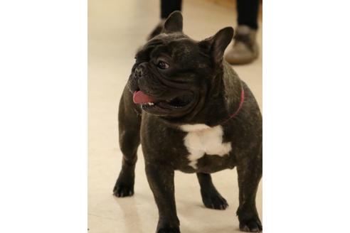 販売中のフレンチブルドッグの親犬