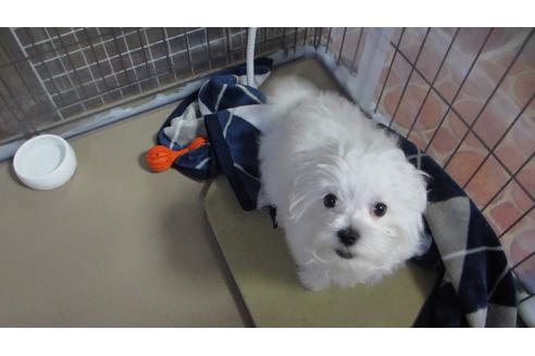 販売中のマルチーズの親犬