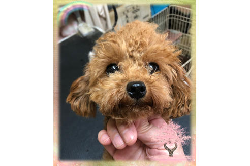 販売中のティーカッププードルの親犬