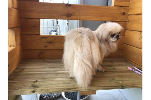 販売中のペキニーズの親犬
