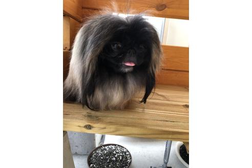 販売中のペキニーズの親犬