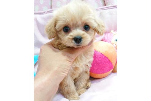 長田美保ブリーダーのチワプーの子犬