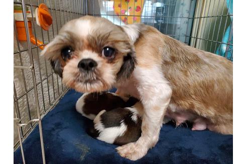 販売中のシーズーの親犬