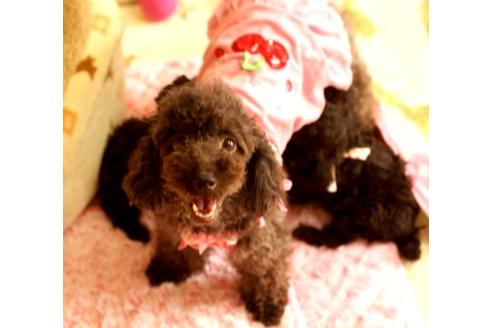 販売中のタイニープードルの親犬