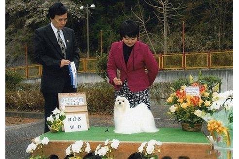 販売中のマルチーズの親犬