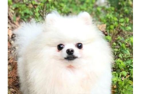 販売中のポメラニアンの親犬
