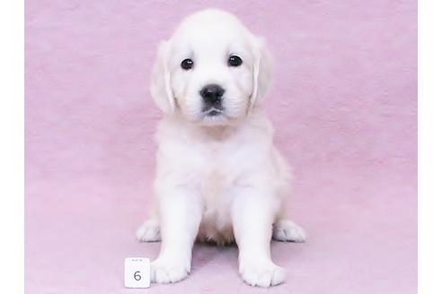 京都府のゴールデンレトリーバー 女の子 06 01生まれ 英国ゴールデン 子犬id ブリーダーナビ