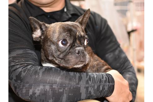 販売中のフレンチブルドッグの親犬