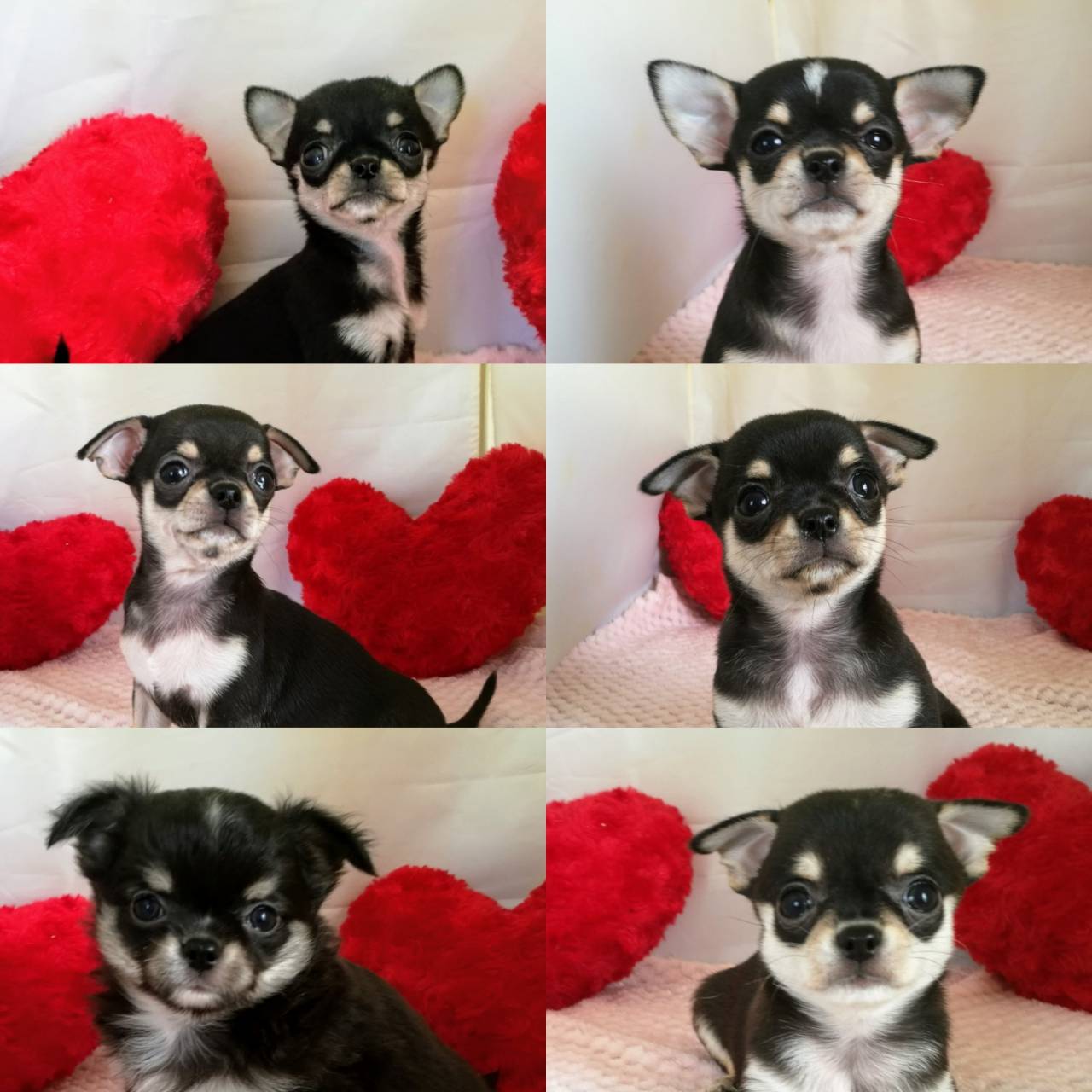 佐藤ブリーダー