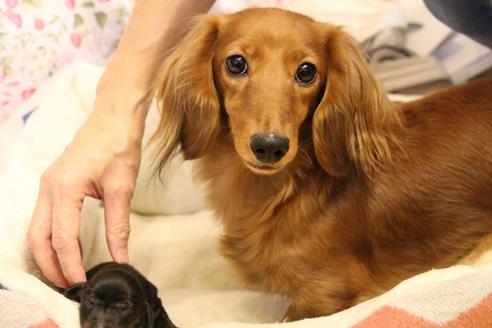 販売中のカニンヘンダックスフンド(ロングヘアード)の親犬
