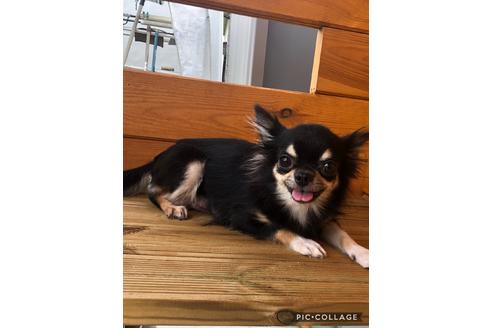 販売中のチワワ(ロングコート)の親犬