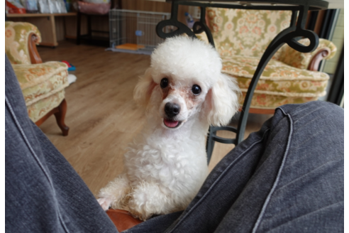 滋賀県でトイプードルの子犬を探す ブリーダーナビ