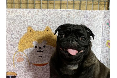 販売中のパグの親犬