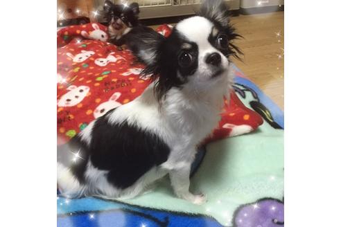 販売中のチワワ(ロングコート)の親犬