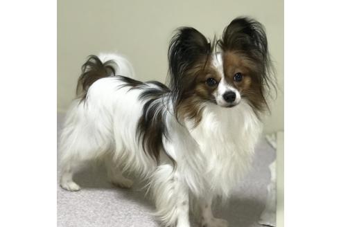 販売中のパピヨンの親犬