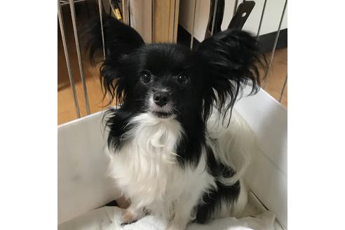 販売中のパピヨンの親犬