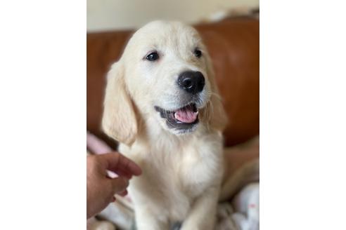 和歌山県のゴールデンレトリーバー 男の子 05 01生まれ 英国ゴールデン レトリバー 子犬id 1051 ブリーダーナビ