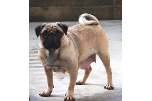 販売中のパグの親犬