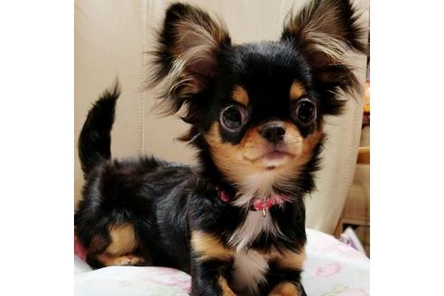 販売中のチワワ(スムースコート)の親犬